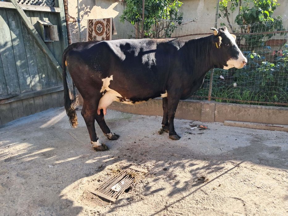 Vand vaca de abator foarte grasa