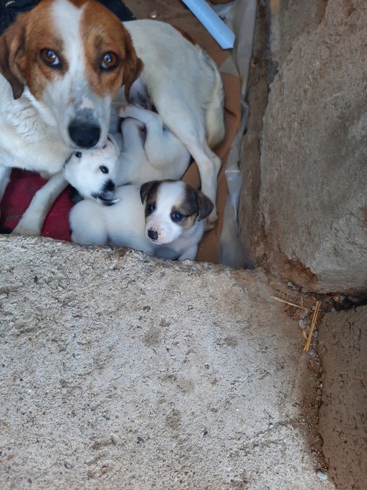 Продам щенков звонков