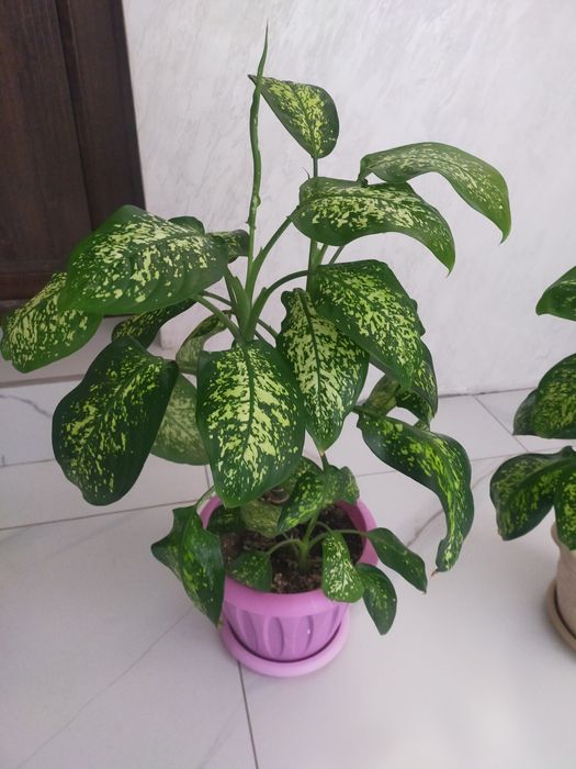 Комнатные растения