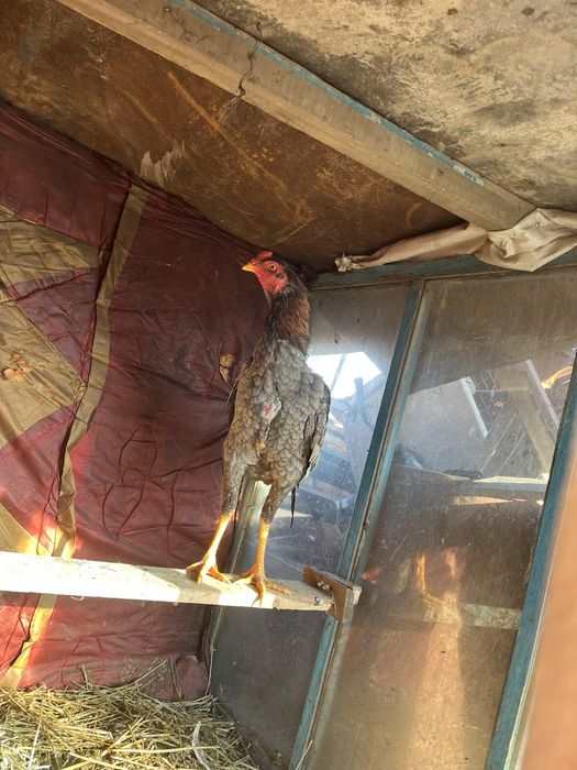 Продам петуха джуджик