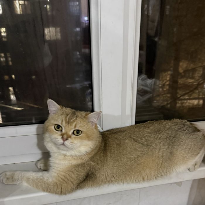 Британский Шиншилла золото nu 12