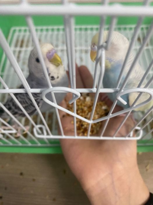 Попугайлар сатылады