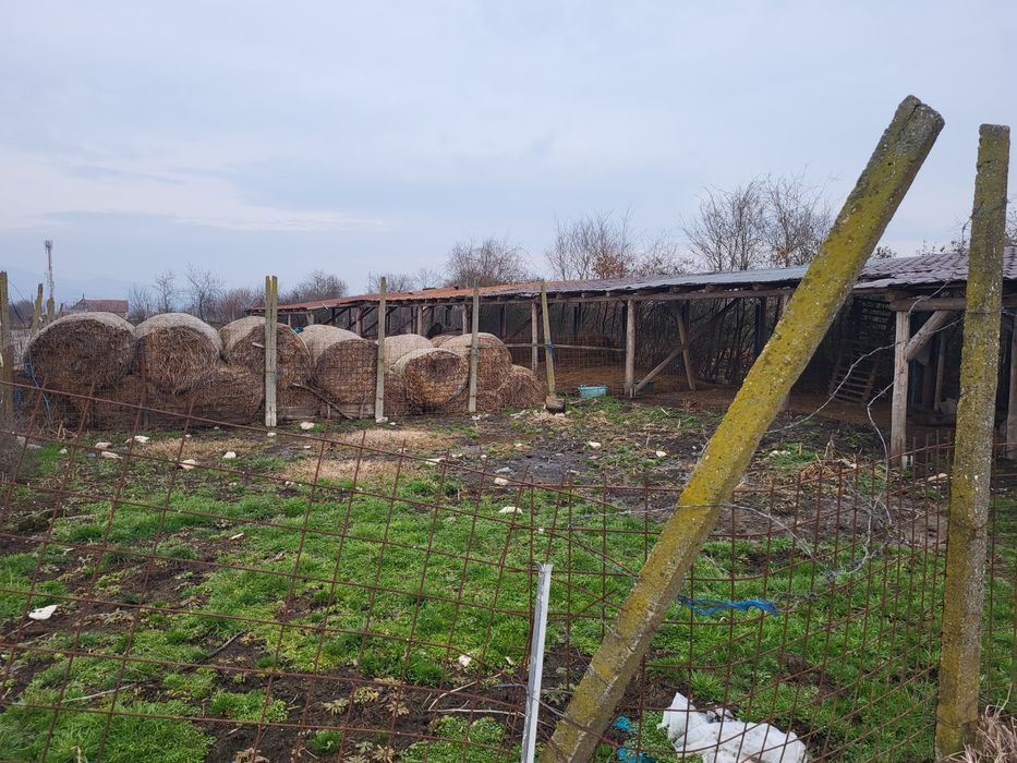 Vand ferma in Jud Arad