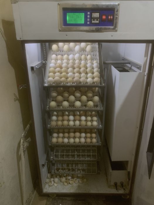 Tuxum sotiladi arzon narxlarda