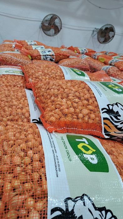 Vând arpagic Olanda Stuttgarter Riesen