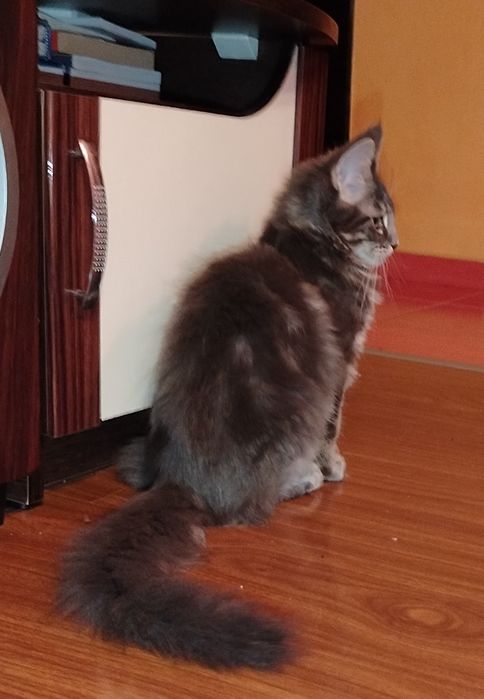 Baitel,rasa pura Maine Coon