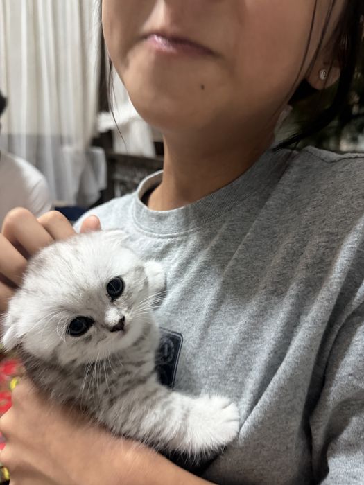 Британский вислоухий котенок
