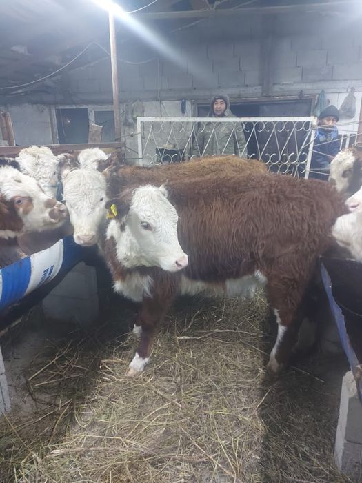 Продам подсосы телочки