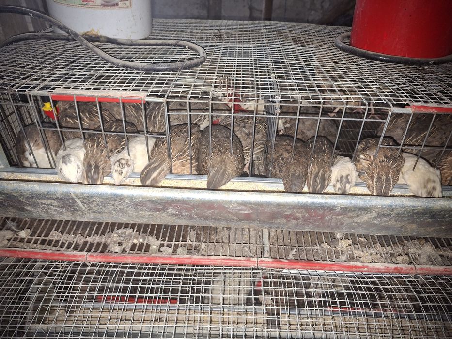 Prepelițe de vanzare