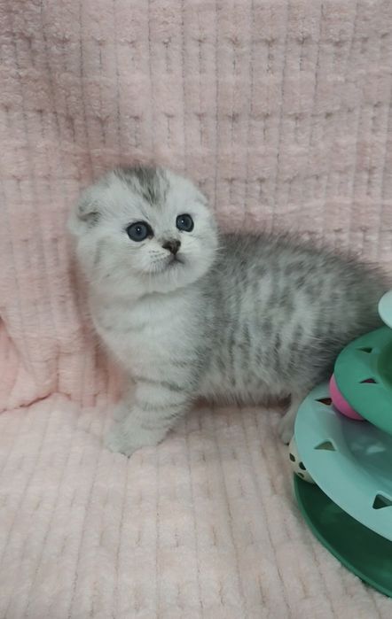 Продаются котята