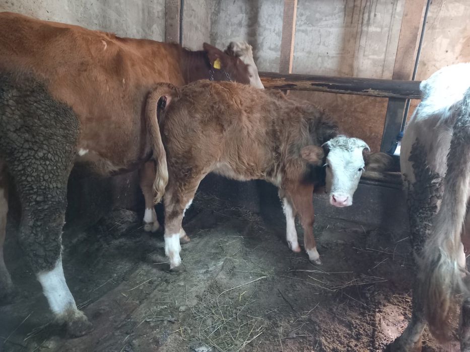 Vand animale si o moară de porumb