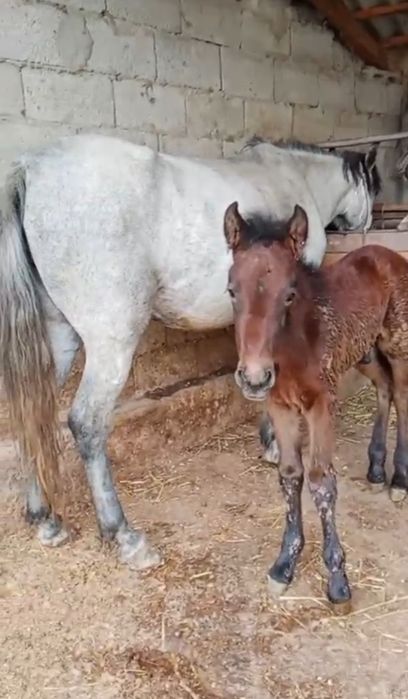 Семіз Құлынды бие сатылады
