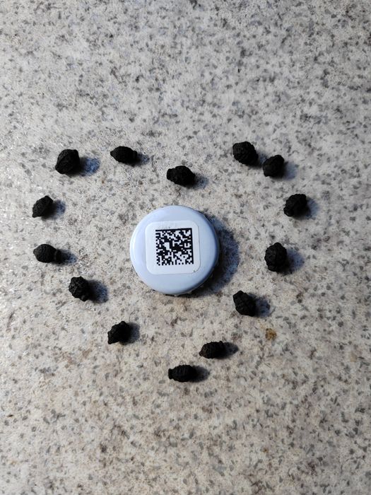 цветы семена ночная красавица