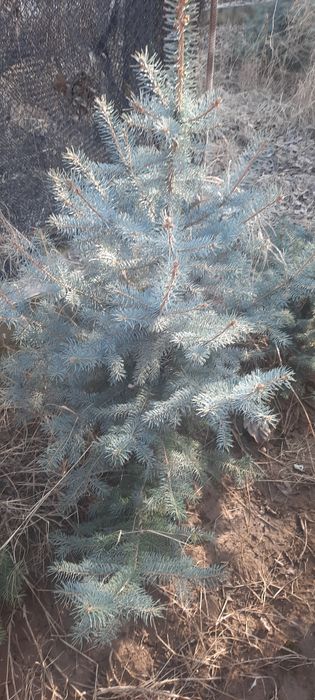 Голубой ель 0,5 метрдан 2 метргача