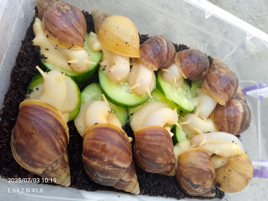 Ulitka sotiladi sogʻlom aktiv