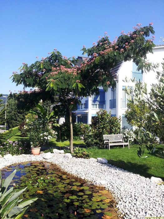 Arborele de mătase – eleganță și rafinament pentru grădina ta!