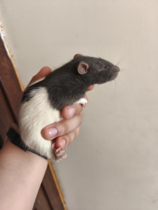 Декоративные крысы