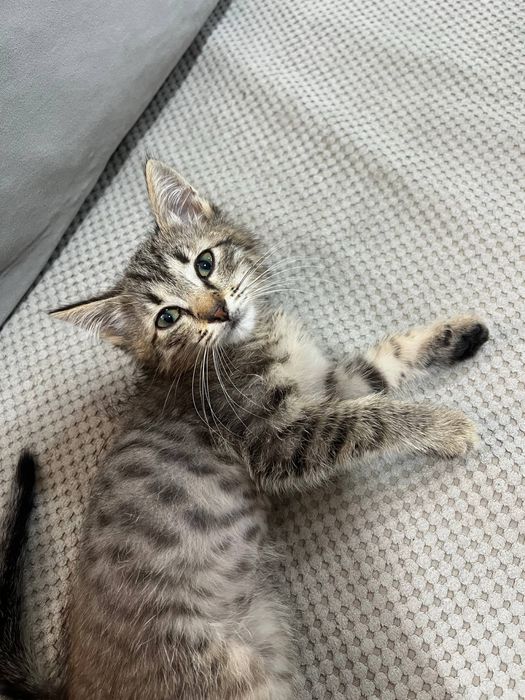Котенок , мальчик , отдам в добрые руки !