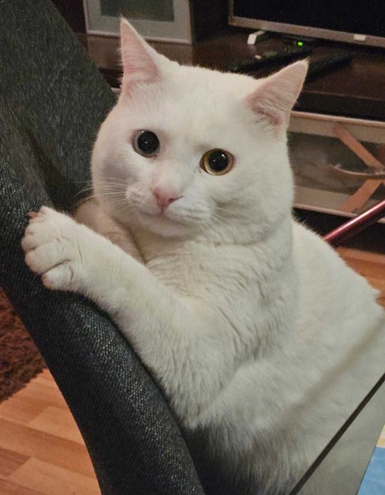 Мъжка котка-албинос