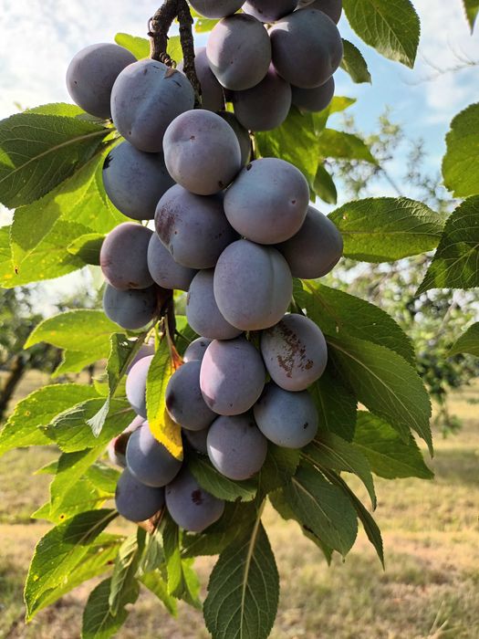 Vând prune pentru țuică