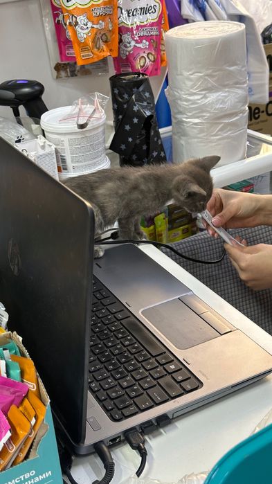 Котенок-девочка 1,5-2 месяца