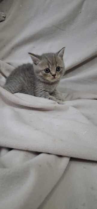 Замечательные котята шотландские