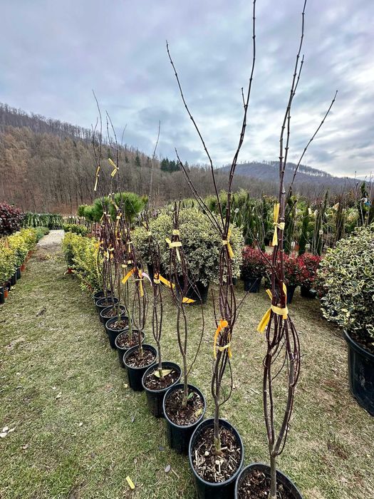 Plante Ornamentale pentru Curți, Vile și Grădini