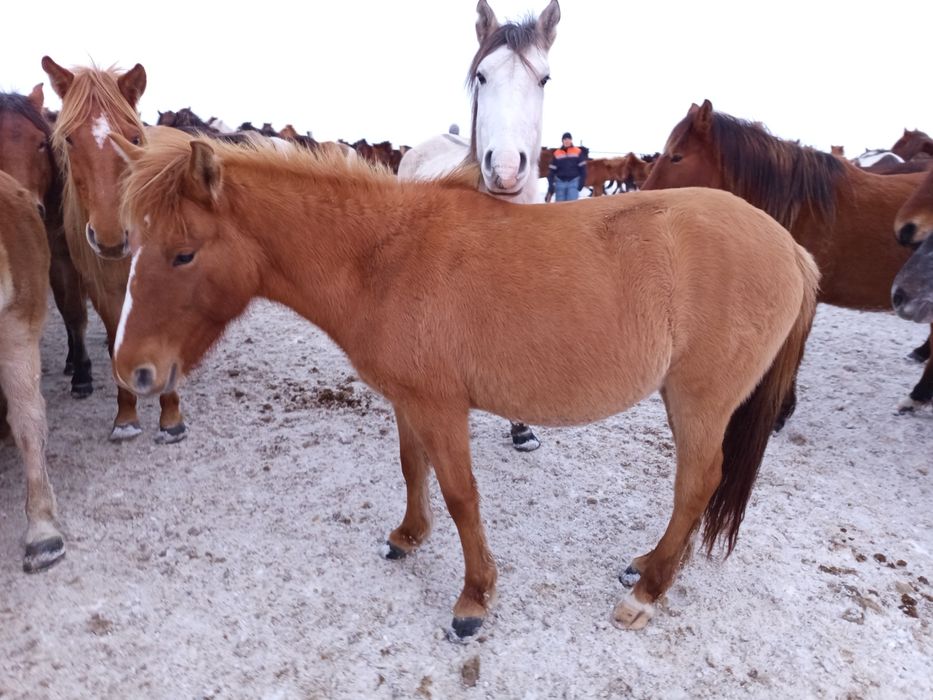 Құла байтал сатылады, буаз