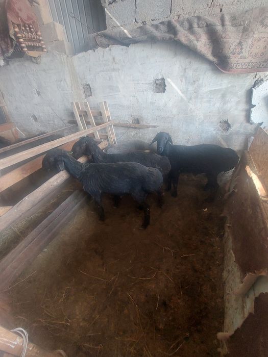 Семиз кошкарлар сатылады.