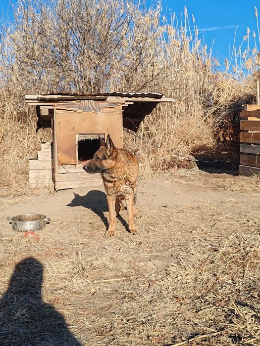 Немецкая овчарка