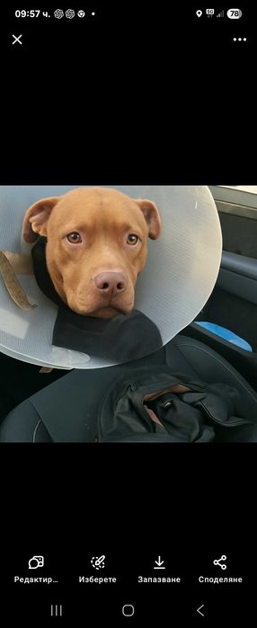 Хотел за кучета Хачико