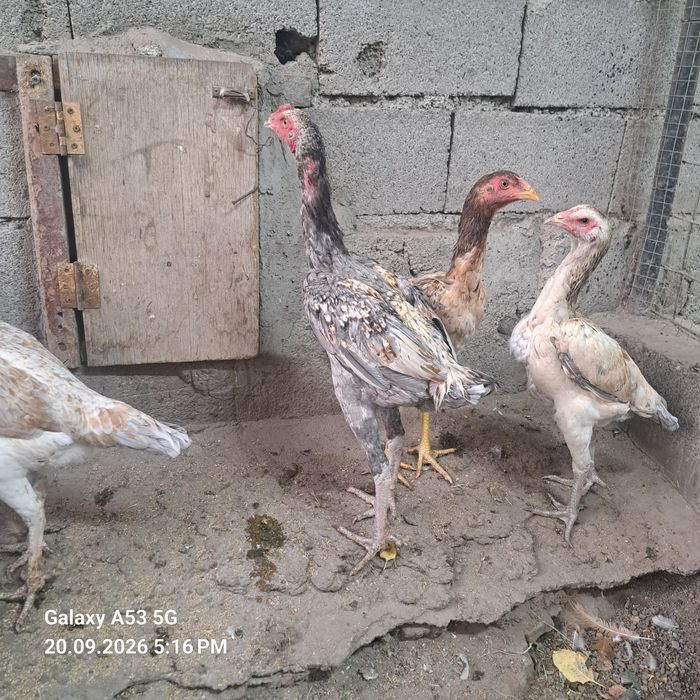 Продам Дакана 5 месецев