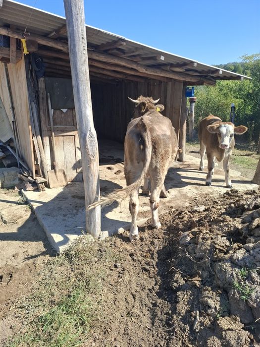 Vand juninca 1 an jumatate