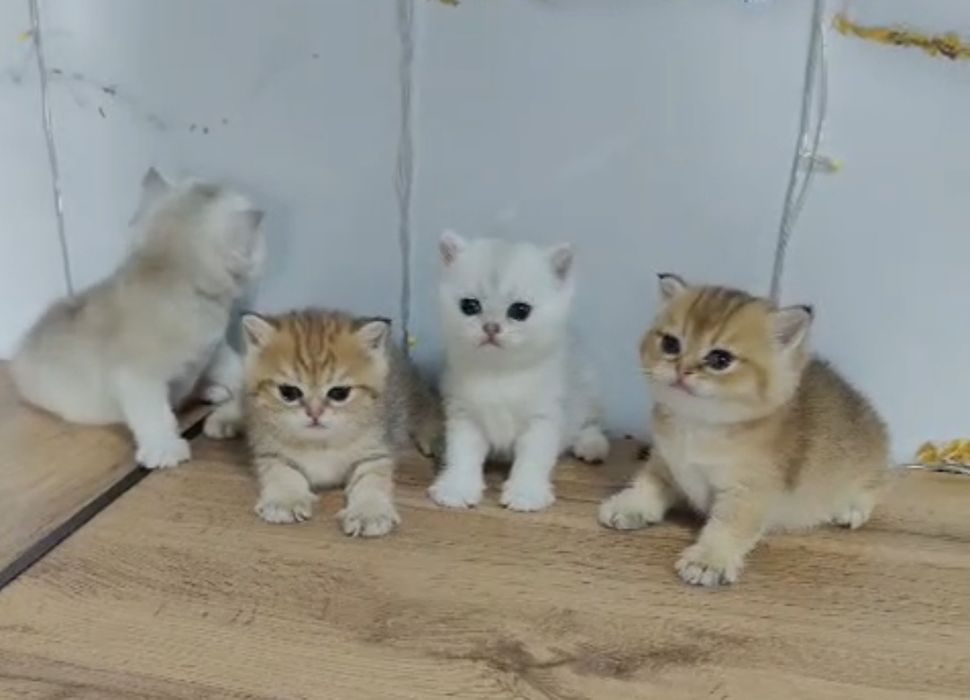 Котята Шиншиллы Шоу класса
