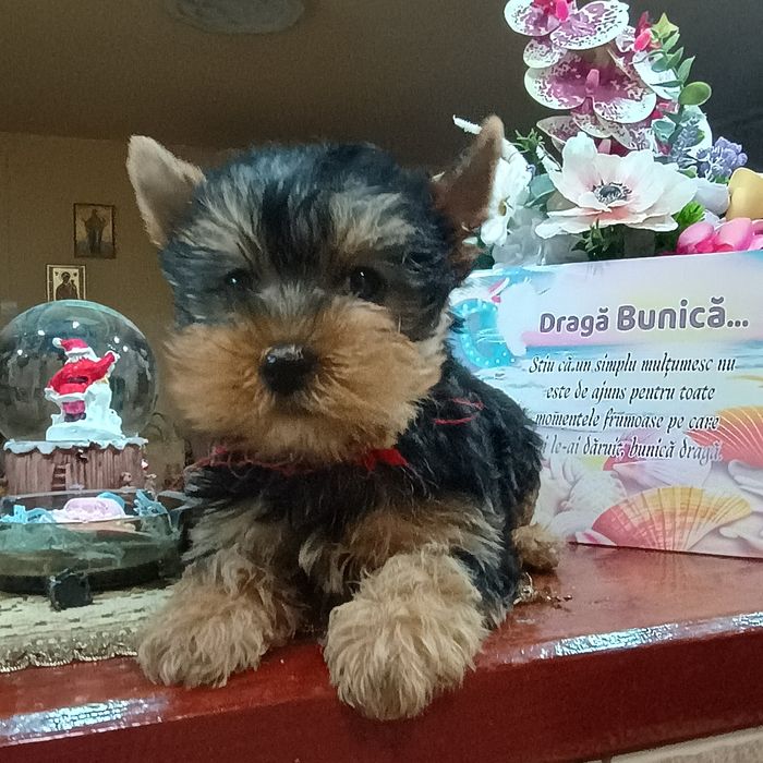 Fetiță Yorkshire Terrier Mini