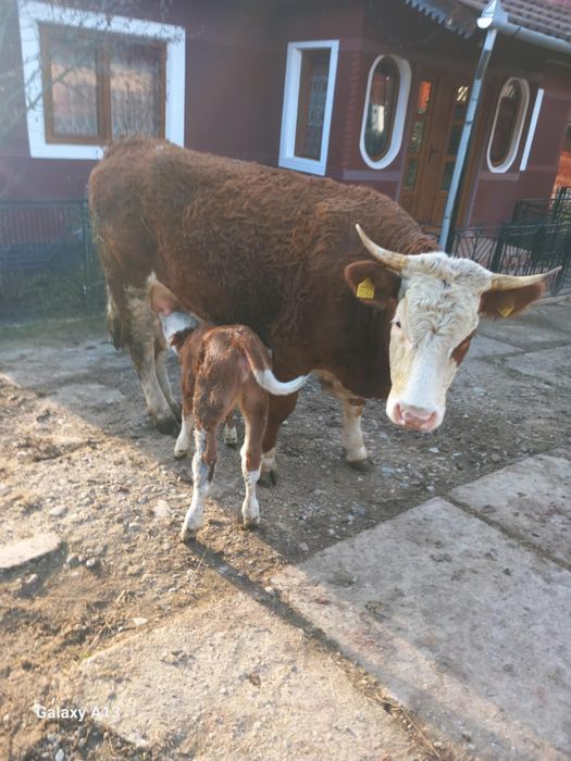 Vând vaca cu vitel