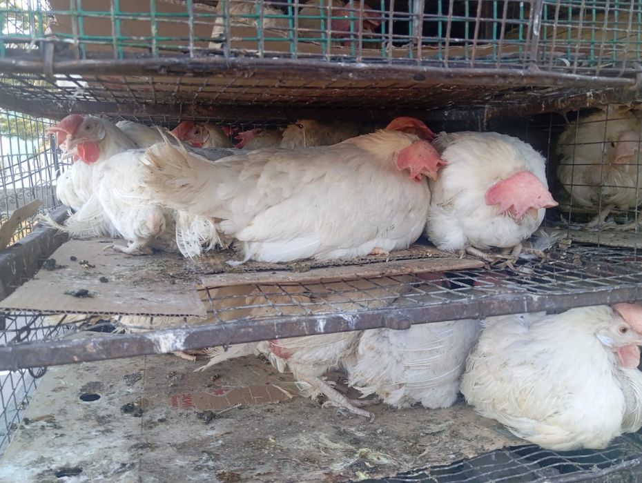 Продам куры несушки.