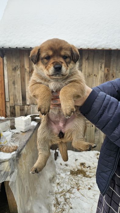 Отдам щенка 2 месяца