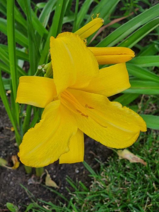 Хемерокалиси - богат избор