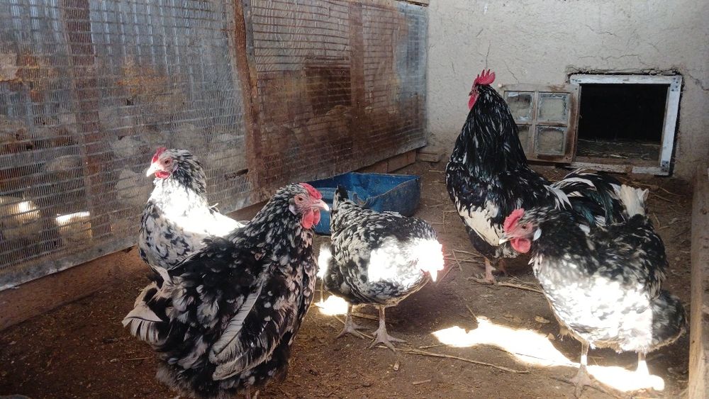 Астролорп черно пестрый