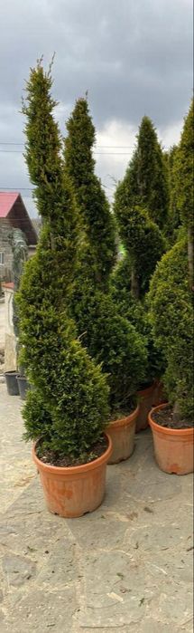 Tuia spirala smaragd