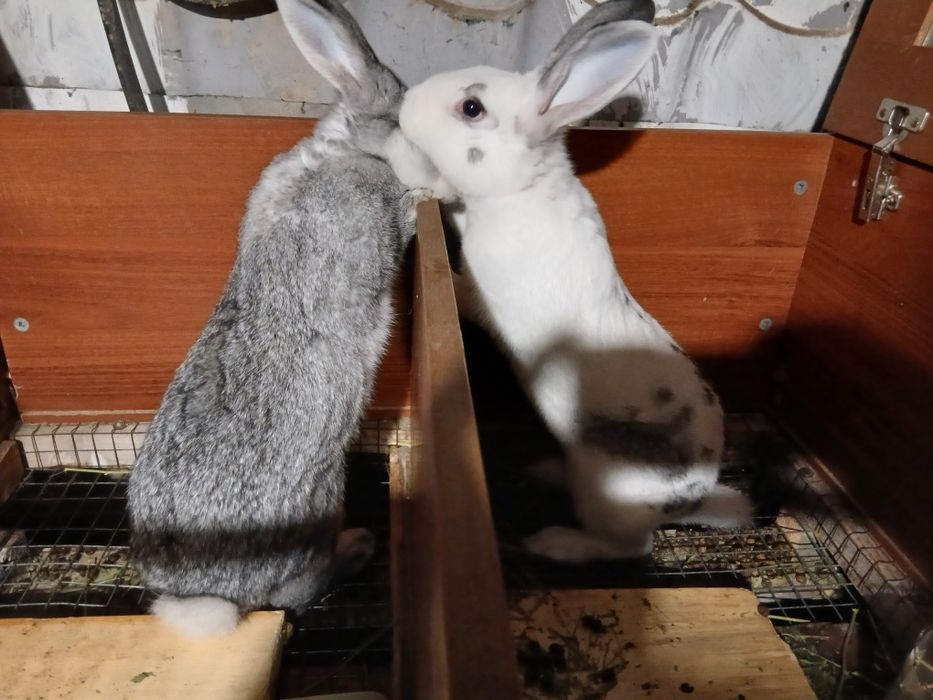 Продаются кролики с