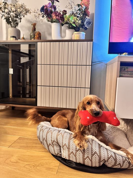 Кокер шпаньол на 10 месеца