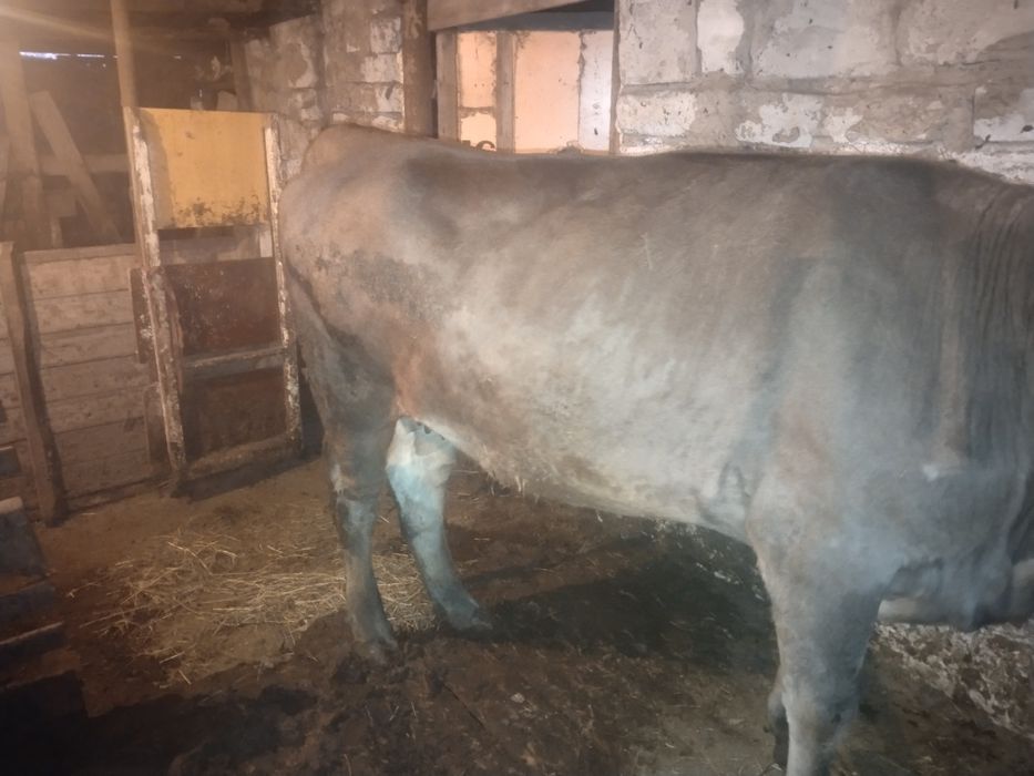 Продам крс с откорма