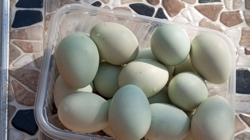 Uxayel tovuqlarning tuxumlari