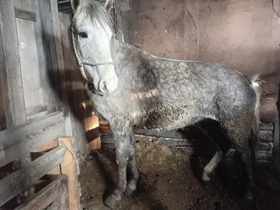 Продам қысыр семіз бие