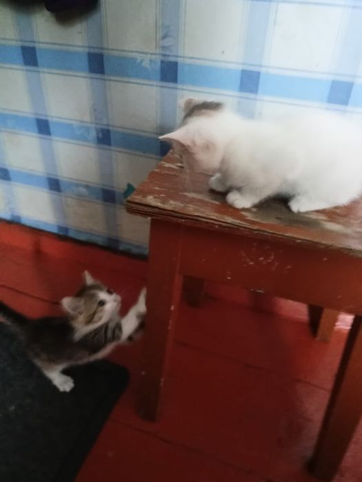 Отдам котенка к лотку приучин