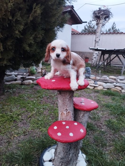 Кавалер Кинг Чарлз Шпаньол.