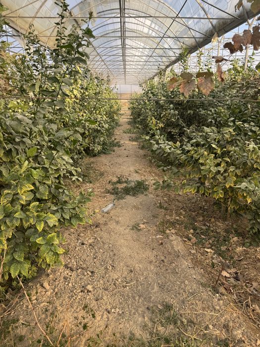 Lemon kochatlar bor 6 7 yilllik Limon hosilga kirgan