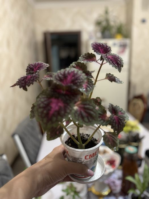 Колеус, комнатные цветы